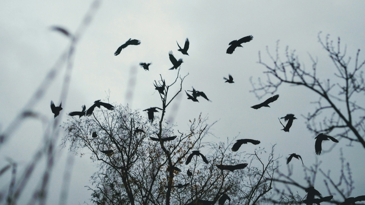 Birds in flight above bare winter trees